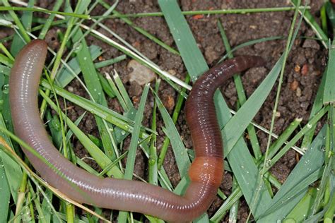 Are all earthworms blind?